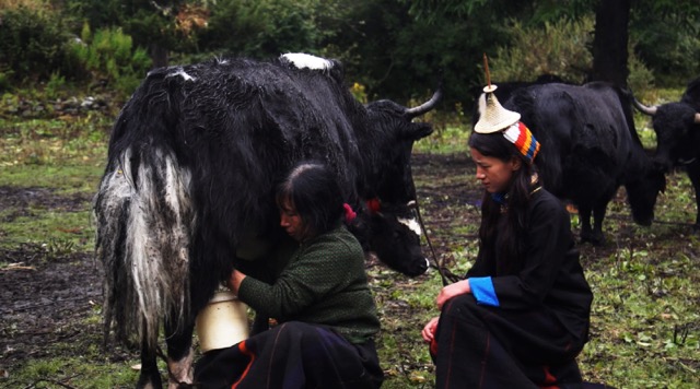 FilmStill-TLYH-Jigme, Leki and Yak-web
