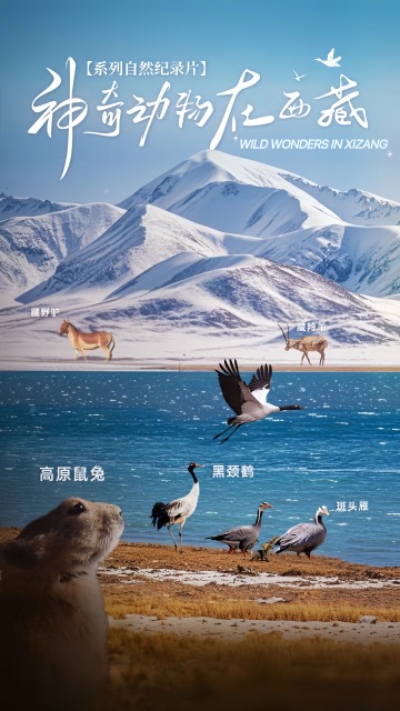 wild wonders in xizang-web-xizang-panorama
